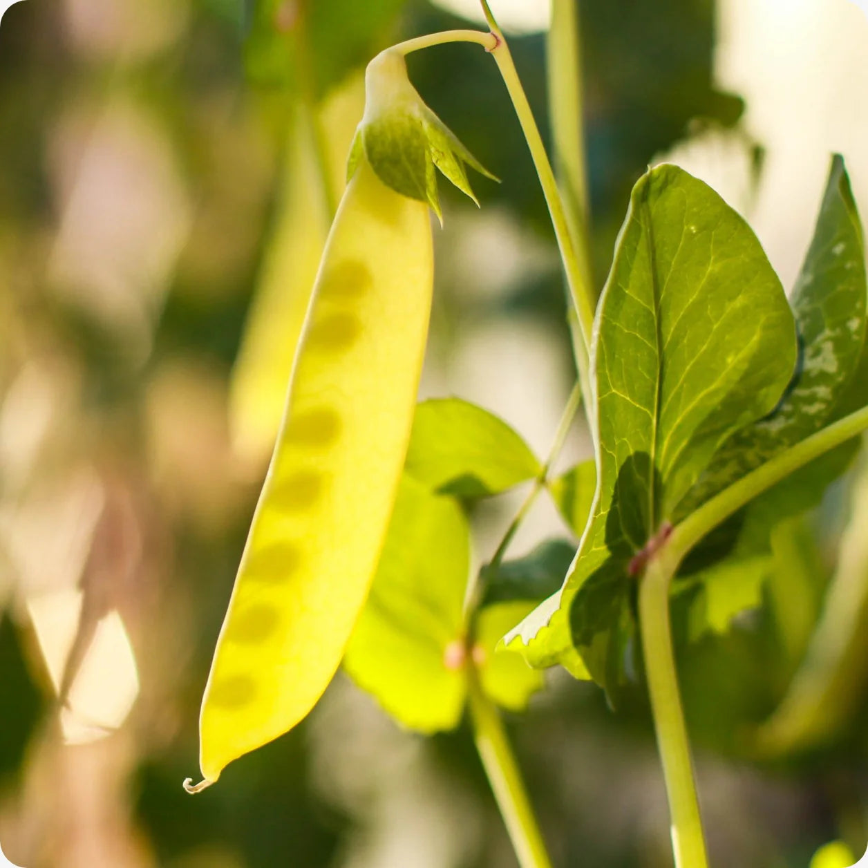Golden Pea Protein